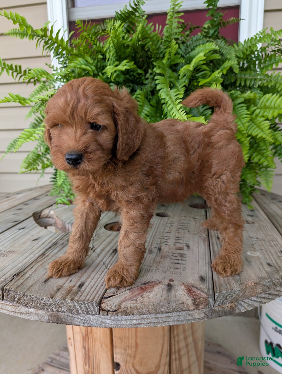 Mini Goldendoodle dogs for sale: Mini -kory - Image 15