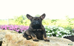 German Shepherd dogs for sale: Heidi - Listing for pets: Heidi, Hank, Harley, Haven, Harper, Hudson, Harry, Hunter - Image 2