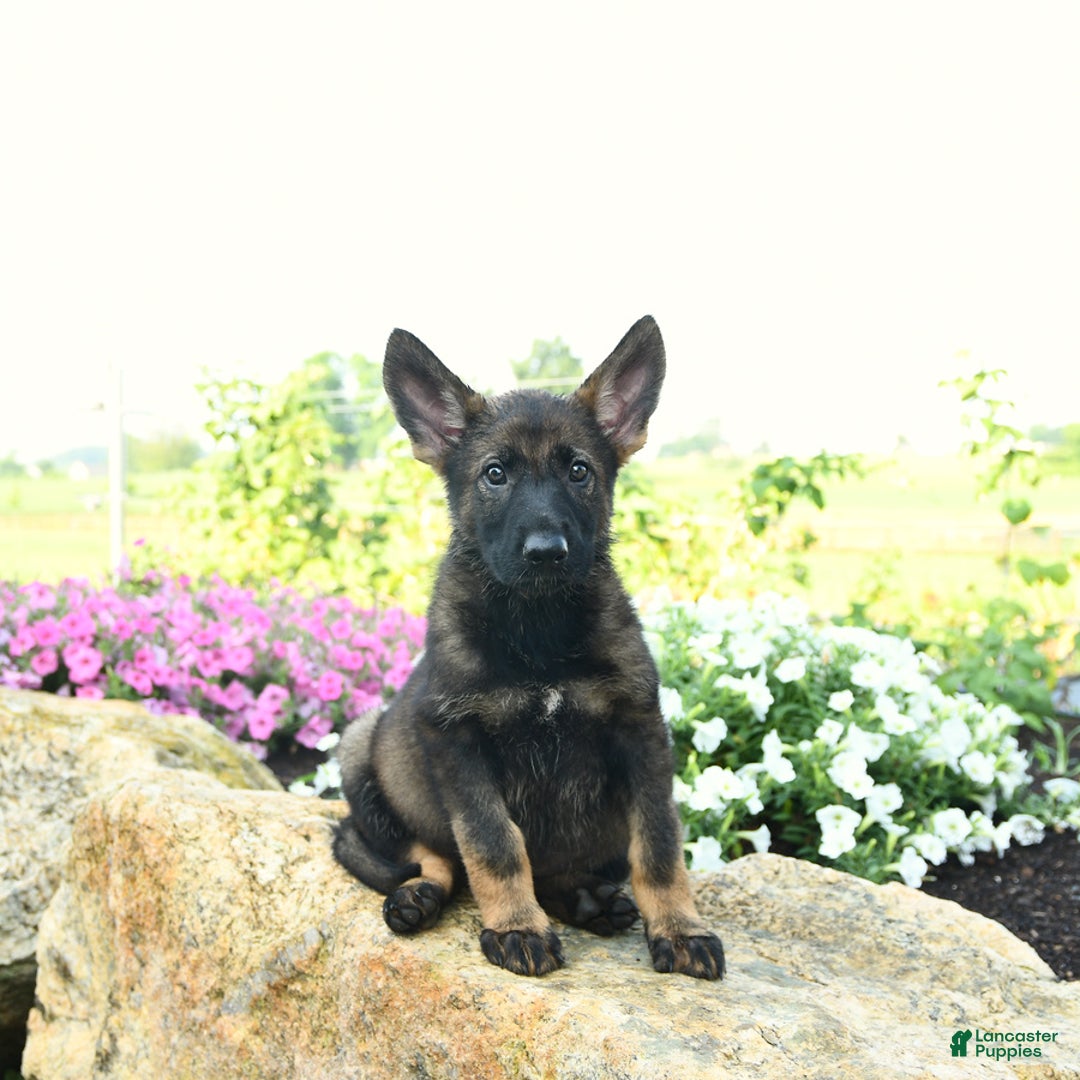 German Shepherd dogs for sale: Heidi - Listing for pets: Heidi, Hank, Harley, Haven, Harper, Hudson, Harry, Hunter - Image 2
