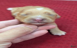 Cockapoo dogs for sale: Stoick - Image 12
