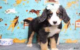 Bernese Mountain Dog dogs for sale: Pebbles - Image 39
