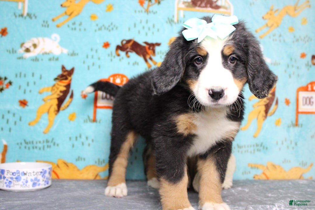 Bernese Mountain Dog dogs for sale: Pebbles - Image 39