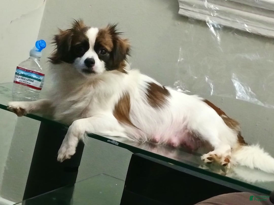 Shihpoo dogs for sale: Pomshihpoo Male Puppy🖤 - Image 7