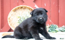 German Shepherd dogs for sale: Sushi - Image 4