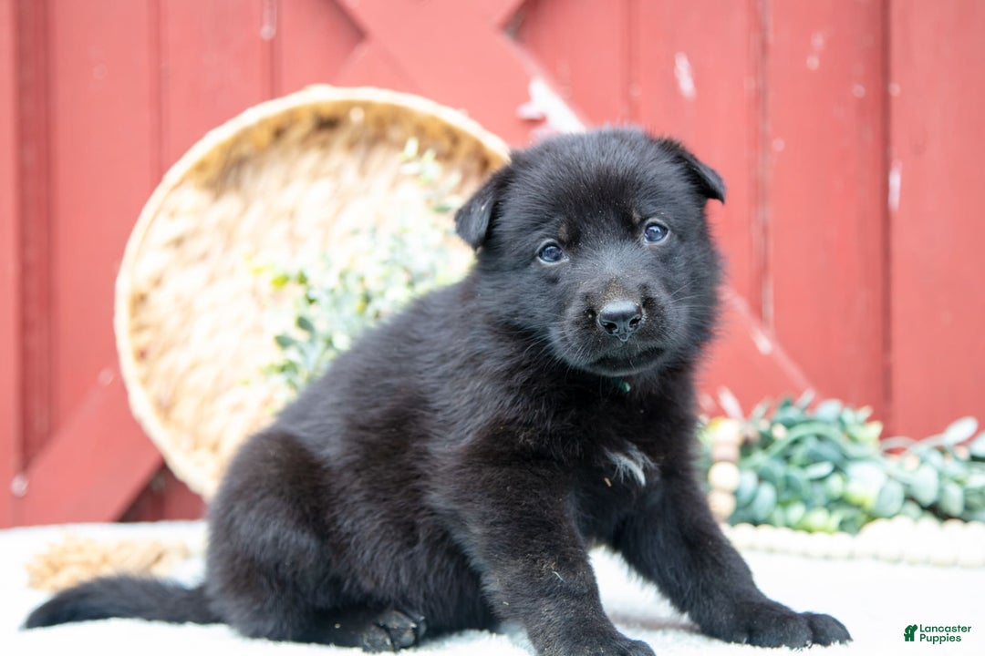German Shepherd dogs for sale: Sushi - Image 4