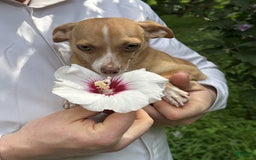 Chihuahua dogs for sale: Olive - Image 10
