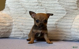 Chihuahua dogs for sale: Captain - Image 4