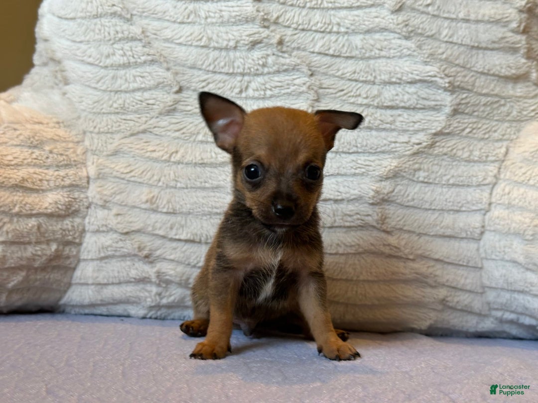 Chihuahua dogs for sale: Captain - Image 4