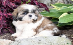 Shih Tzu dogs for sale: Daisy - Image 1