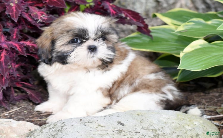 Shih Tzu dogs for sale - Ad 2
