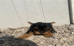 Yorkshire Terrier dogs for sale: Dewey - Image 4