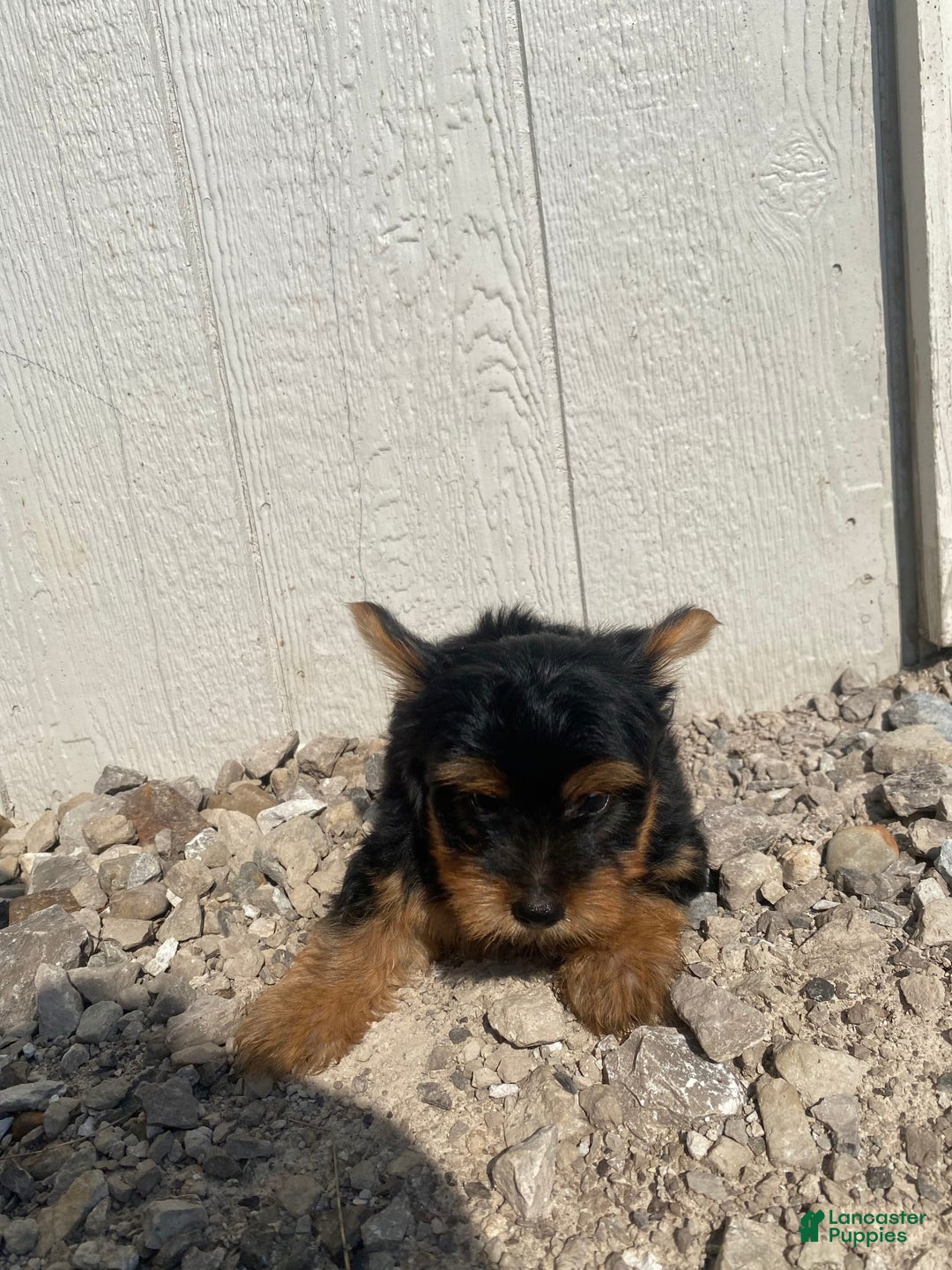 Yorkshire Terrier dogs for sale: Dewey - Image 4