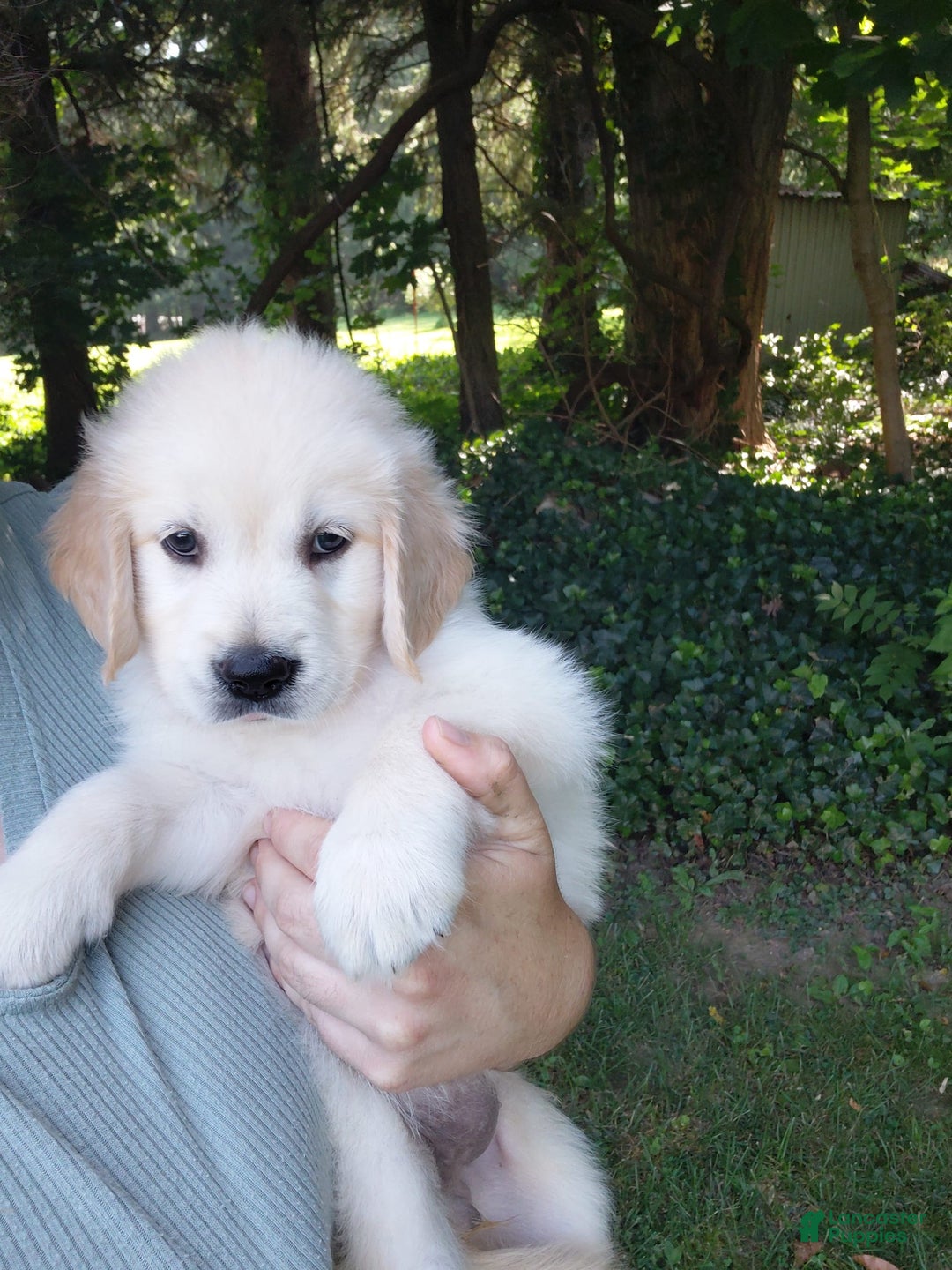 Golden Retriever dogs for sale: Poppy - Image 22