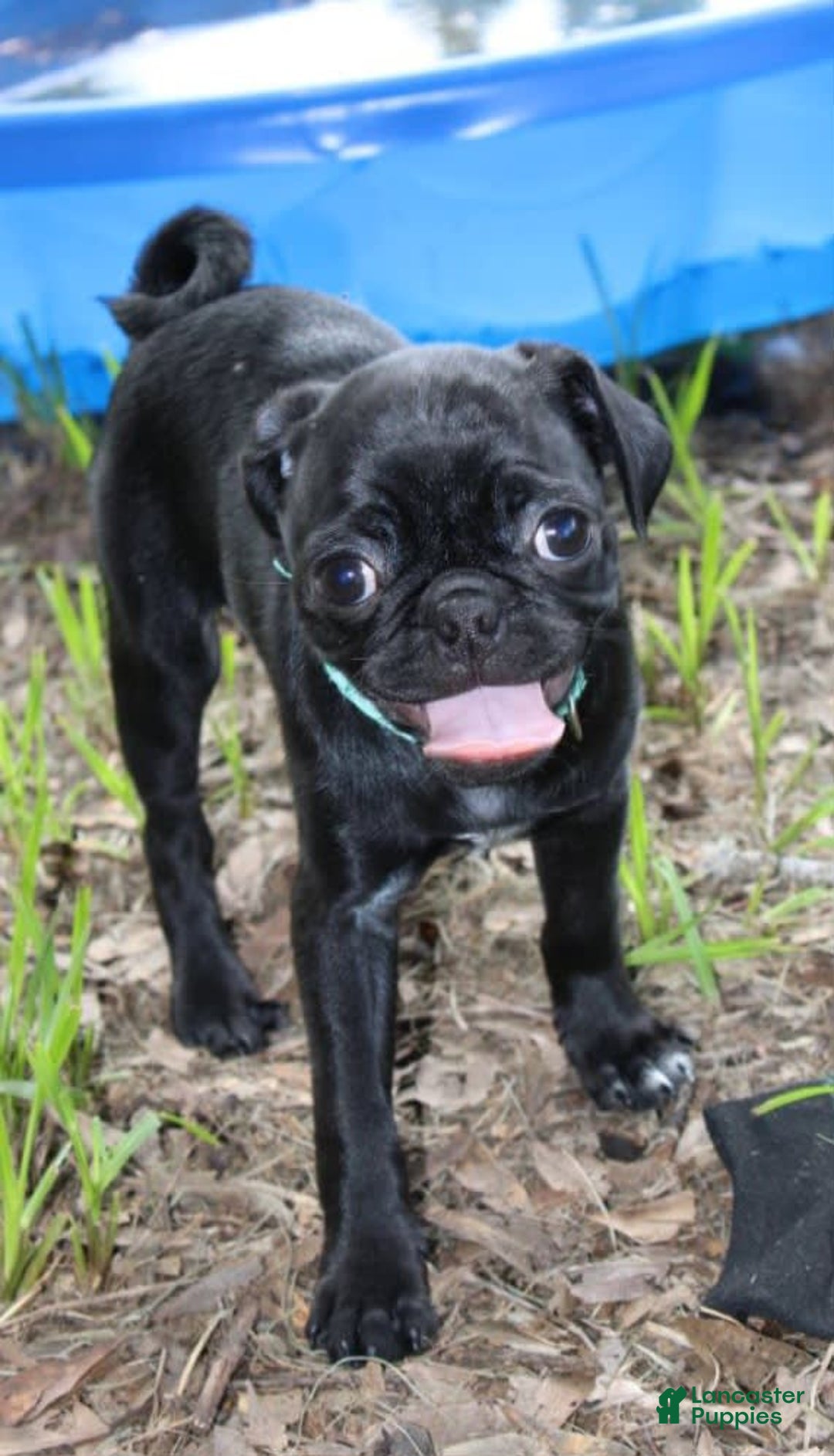 Pug dogs for sale: Luna - Image 2