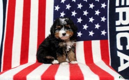 Mini Bernedoodle dogs for sale: William - Image 2