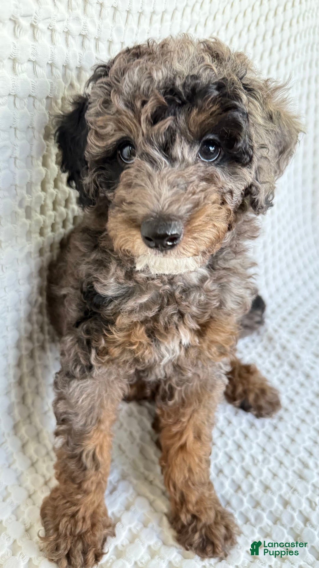 Miniature Poodle dogs for sale: Shaggy - Image 1
