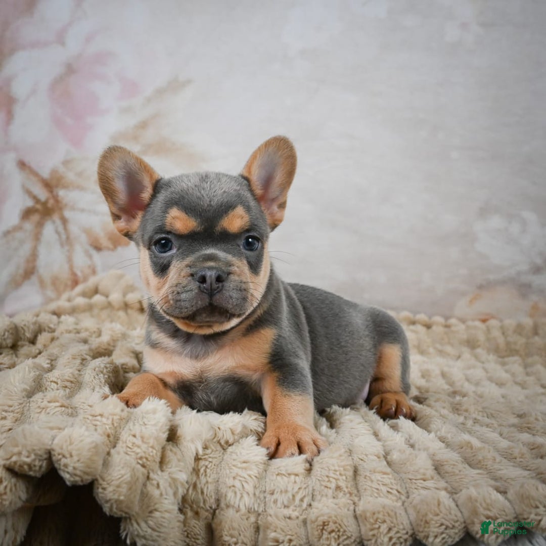 French Bulldog dogs for sale: Romeo - Image 2