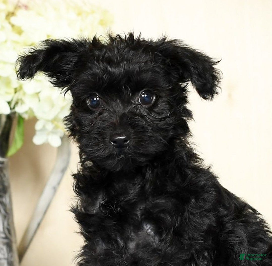 Yorkiepoo dogs for sale: Tristin - Image 3