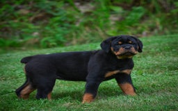 Rottweiler dogs for sale: Clair Bear - Image 10