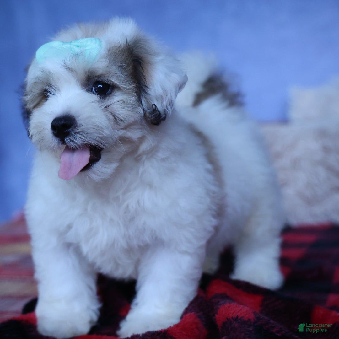 Shihpoo dogs for sale: Hank - Image 15