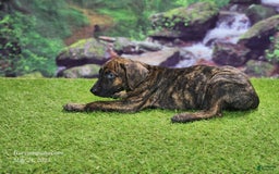 Catahoula Leopard Dog dogs for sale: Jesse 2025 Male 3 - Image 6