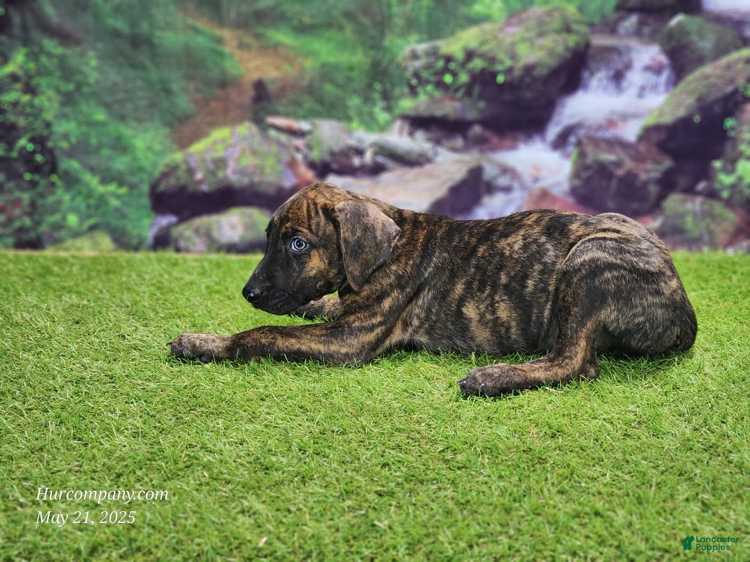 Catahoula Leopard Dog dogs for sale: Jesse 2025 Male 3 - Image 6