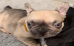 French Bulldog dogs for sale: Blessing - Image 4