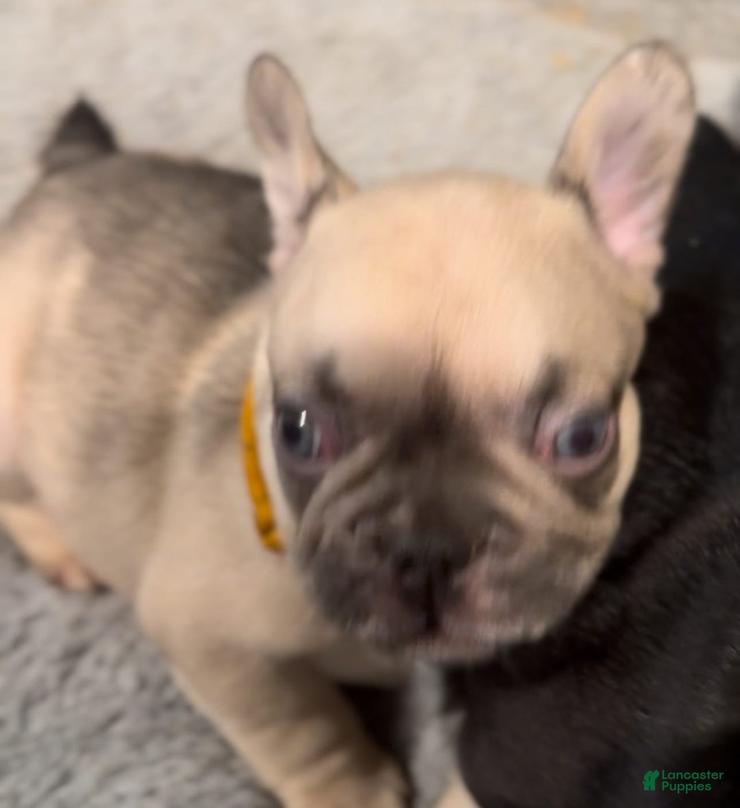 French Bulldog dogs for sale: Blessing - Image 4