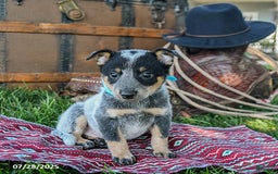 Australian Cattle Dog dogs for sale: Chocolate Chip - Image 5