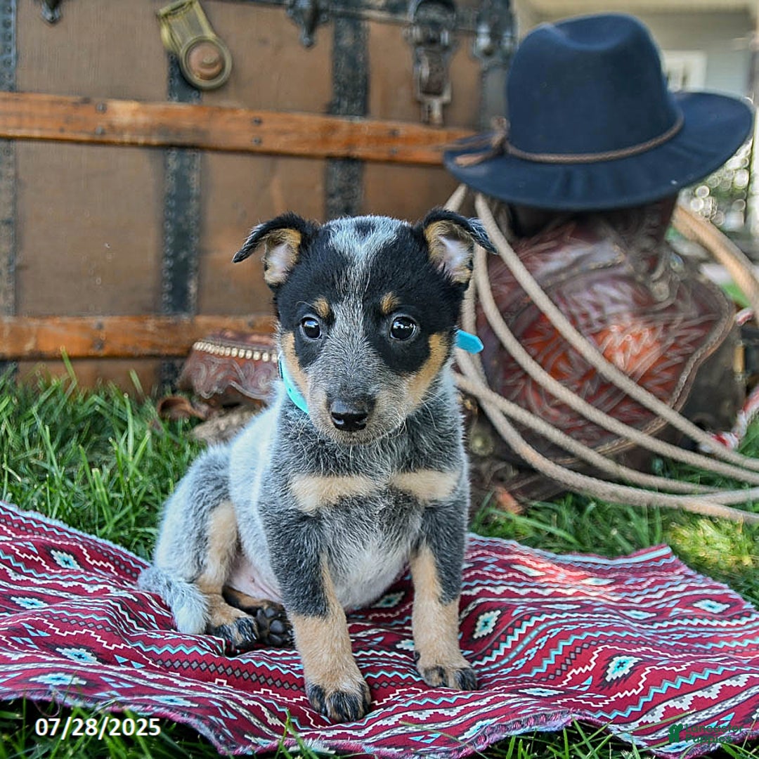 Australian Cattle Dog dogs for sale: Chocolate Chip - Image 5