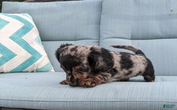 Miniature Dachshund dogs for sale: Miniature Dachshund 3 puppies - Image 24
