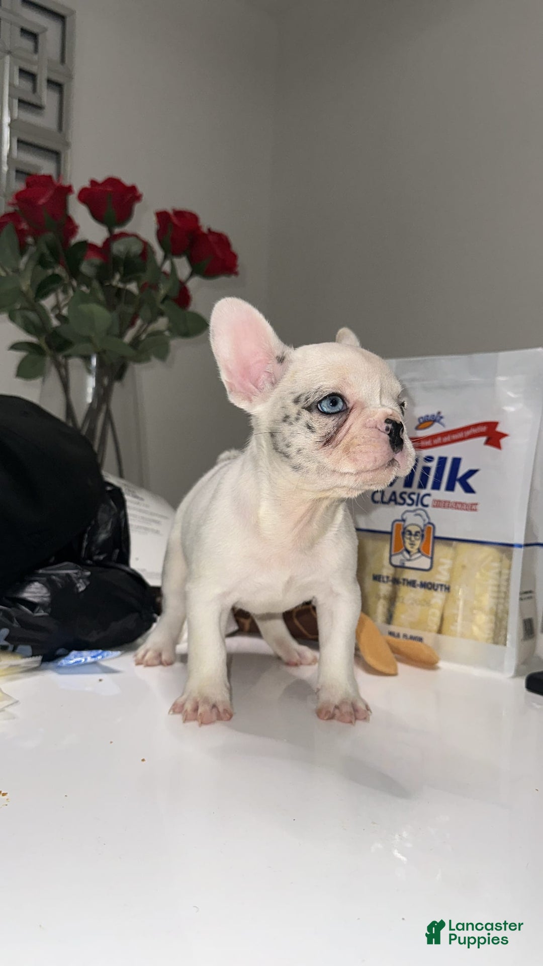 French Bulldog dogs for sale: Barbie - Image 13