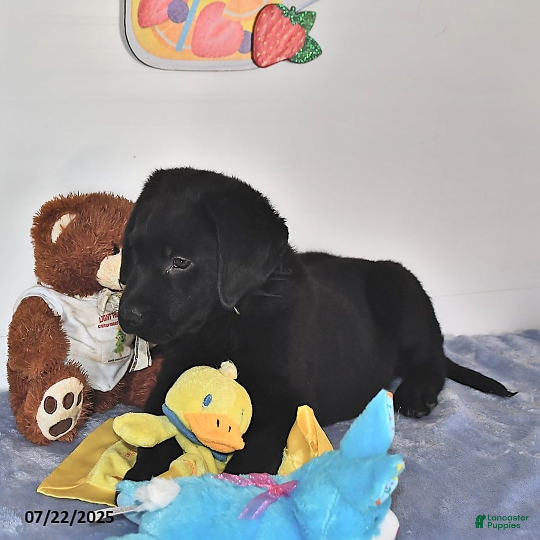 Labrador Retriever dogs for sale: Jesse - Image 11