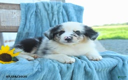 Australian Shepherd dogs for sale: Blossom - Image 3