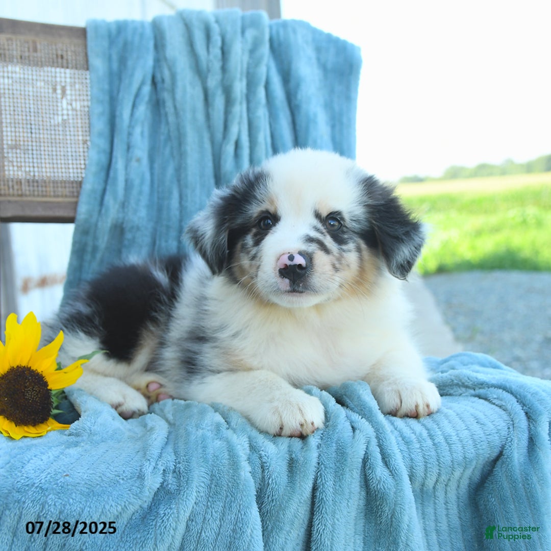 Australian Shepherd dogs for sale: Blossom - Image 3