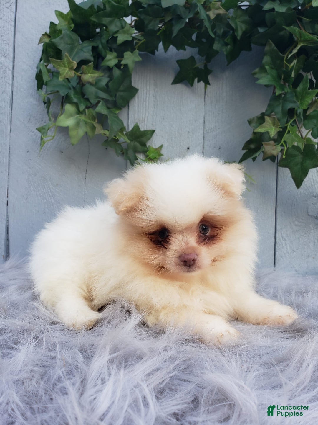 Pomeranian dogs for sale: Brody - Image 6
