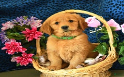 Golden Retriever dogs for sale: Linda - Listing for pets: Lilly, Linda, Lizzy, Lex, Ludwig - Image 5