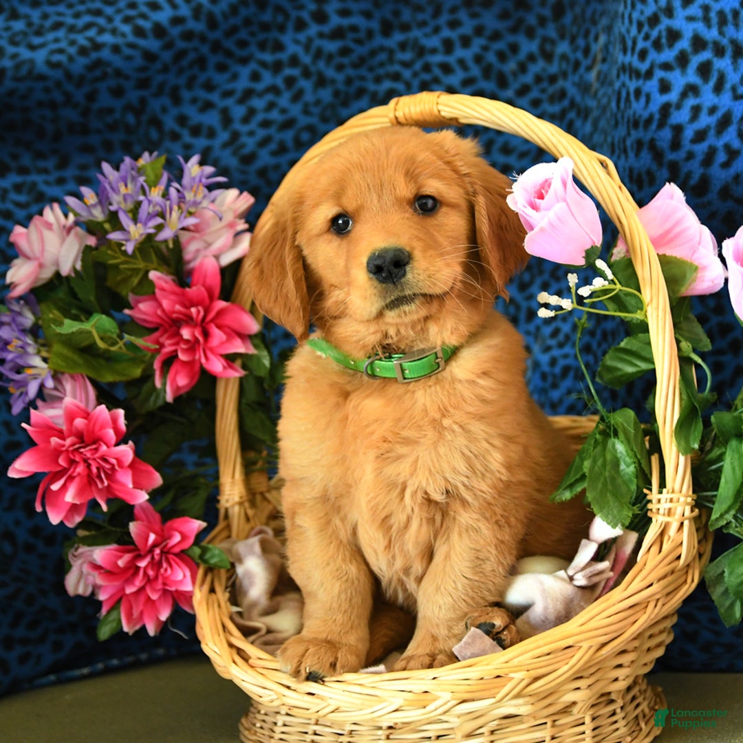 Golden Retriever dogs for sale: Linda - Listing for pets: Lilly, Linda, Lizzy, Lex, Ludwig - Image 5