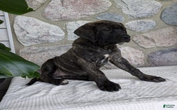 English Mastiff dogs for sale: Bella - Image 11
