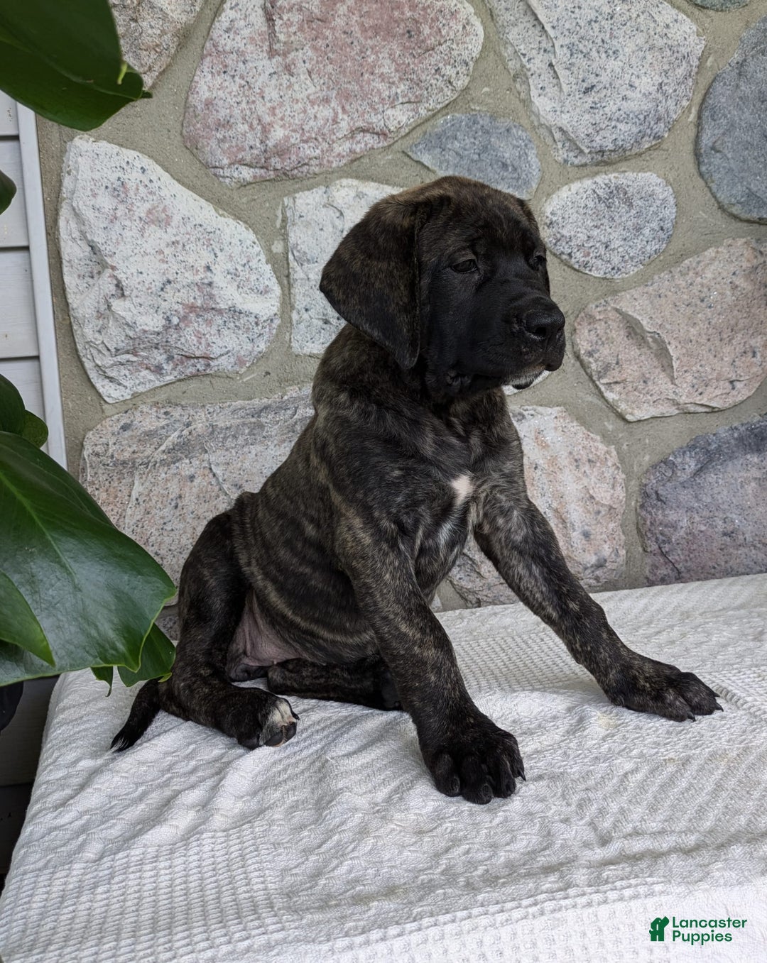 English Mastiff dogs for sale: Bella - Image 11