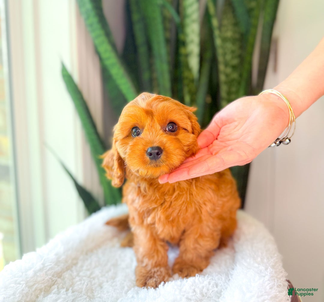 Cavapoo dogs for sale: Isaiah - Image 4