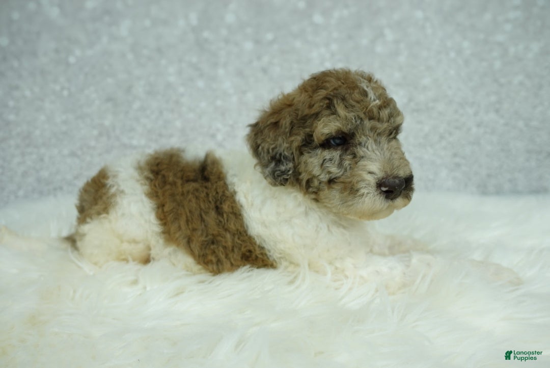 Newfypoo dogs for sale: Penny F1b - Image 4