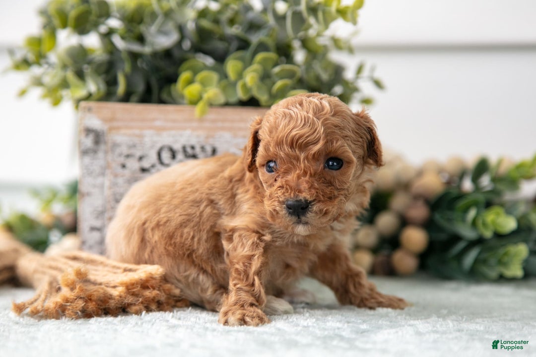 Miniature Poodle dogs for sale: Captain - Image 3