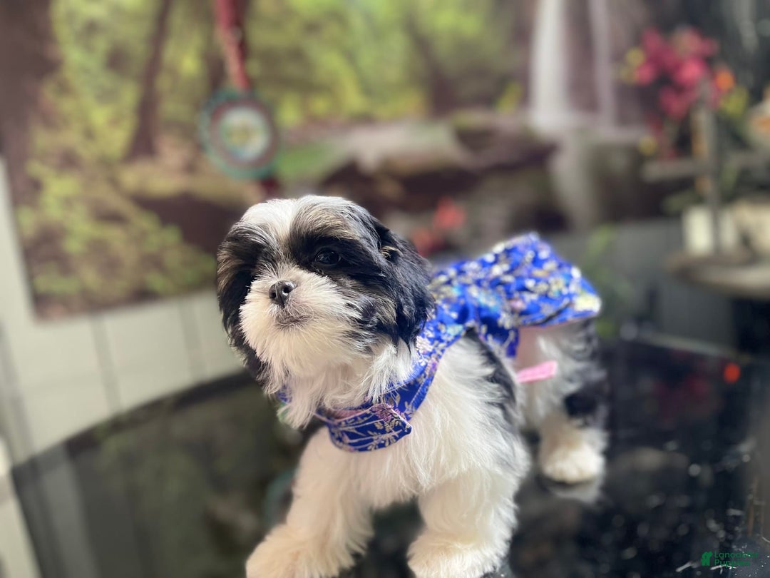 Shih Tzu dogs for sale: Itty Bitty Is A Tiny Teacup - Image 6