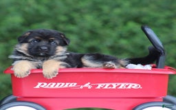 German Shepherd dogs for sale: Jessa - Image 7
