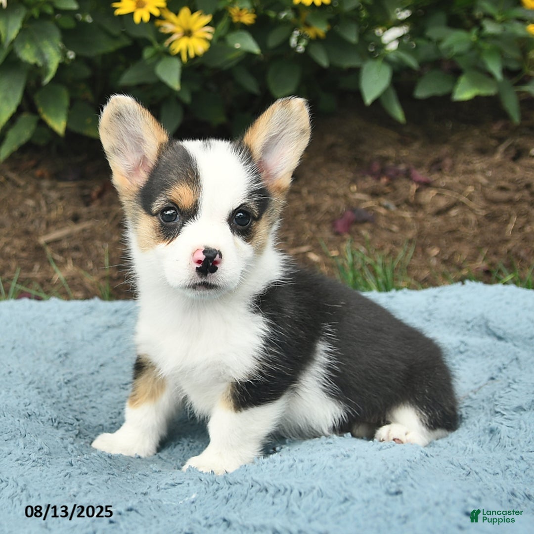 Welsh Corgi Pembroke dogs for sale: Ginger - Image 1
