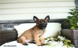 Belgian Malinois dogs for sale: Ashira - Image 4