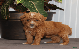 Toy Poodle dogs for sale: Eve - Image 3