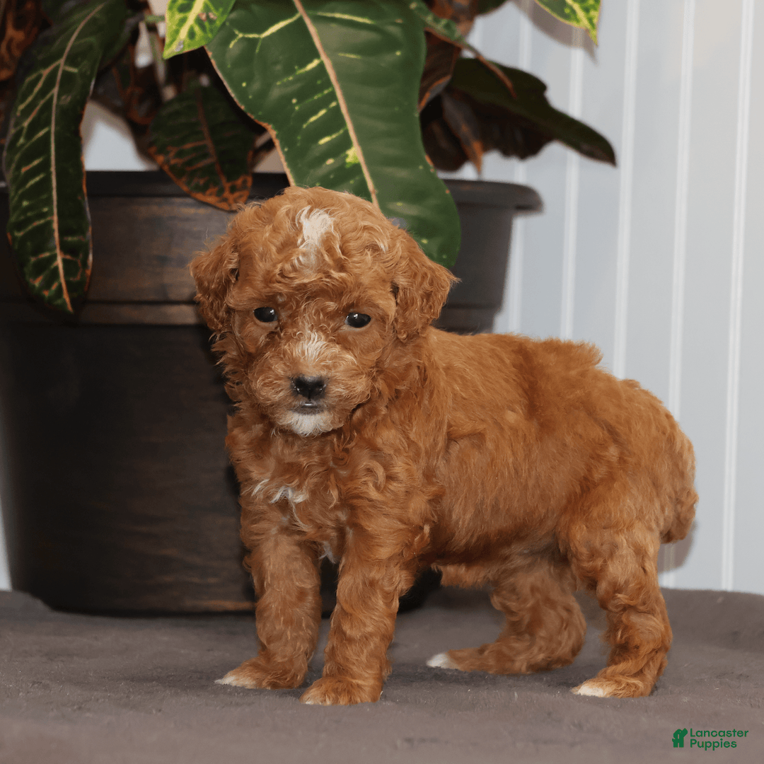 Toy Poodle dogs for sale: Eve - Image 3