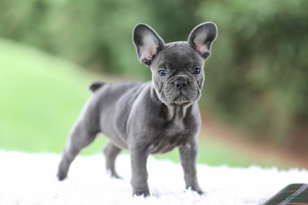 French Bulldog dogs for sale: Violet - Image 2